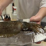 鮨 からす - 水槽から出したイカ 黒くなったり白くなったりします