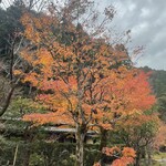 美山荘 - 山深い京都の地で、秋の夕日を浴びて燃えるように鮮やかに色づく紅葉。
