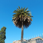 EATALY - ローマの青い空に椰子の木