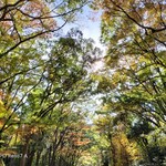 相国寺東門 田舎亭 - 糺の森＝下鴨神社内の森です。そして世界遺産。犬も散歩を許されてます。