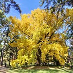 相国寺東門 田舎亭 - 京都御苑内