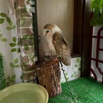 福楼 - フクロウちゃん