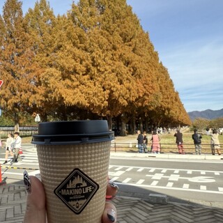 並木カフェ メタセコイア_0