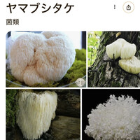 Shangri-La's secret ROPPONGI - 