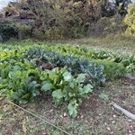 麦わら丘の朝市 - 