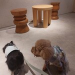 Et -THE CULTURAL COFFEEHOUSE- - チワワとプードル、飼い主募集中です