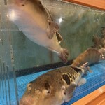 うなぎ処 おおいた川 - 