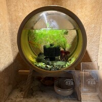 お料理 とみやま - 