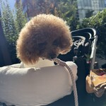 クッチーナ デル カンポ - 日当たりが良い席で温かい