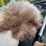 クッチーナ デル カンポ - 寝てるｗ