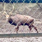 Hitoyasumi - The deer in Nara Park are said to have come from Kashima Shrine in the past, and some of them are even from Nara Park itself. They are wilder than the Nara deer.