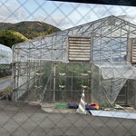 イエス!ストロベリー - 