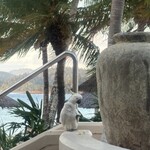 Beach Club Restaurant - 野生のキバタン