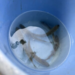 レストハウス鱒の家 - 