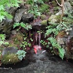 エクシブ京都 八瀬離宮 - 瑠璃光院の鯉は「スパが好き」