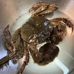 湖畔の里　福富 - 料理写真:もくずがにオス200円