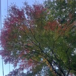 養生館 はるのひかり - 