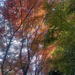 養生館 はるのひかり - 