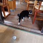 秋風舎 - 人懐こい看板猫さん