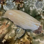 鮨　いの - かみなりイカ