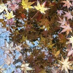 キッチン・ジジ - 