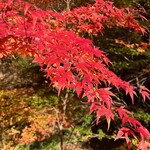 キッチン・ジジ - 