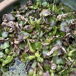 新兵衛 - 睡蓮バチ