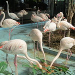 メヒコ - フラミンゴさんも食事中です