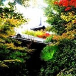 THE SODOH HIGASHIYAMA KYOTO - 少し色づいた庭から見える八坂の塔