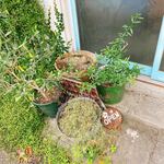 クードクール - 