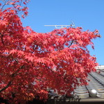 レストラン庄山 - 駐車場に車を停めてお店に向かうと丁度紅葉の季節だったんで真っ赤になった紅葉が青空との対比でとっても綺麗でした。
