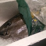 タラちゃんイクラちゃんドラちゃん - 翌日のマグロ解体ショーのために展示されてた。(201411)