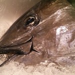 タラちゃんイクラちゃんドラちゃん - 翌日のマグロ解体ショーのために展示されてた。(201411)