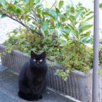 HESCANAS - なんてきれいな黒猫・・♡