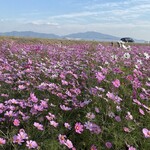 Cycle Cafe Wind Rose - 