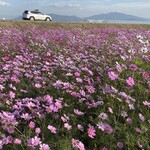 Cycle Cafe Wind Rose - 