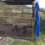 十割そば処 山獲 - 