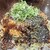 広島お好み焼き・鉄板焼き しょうちゃん - メイン写真: