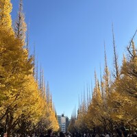 エックス - 外苑前の紅葉