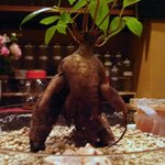 照葉 - がじゅまる