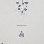 カセント - おしながき