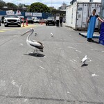 Sydney Fish Market - 
