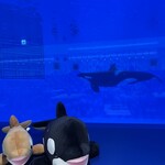 ブルーオーシャン - 