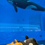 ブルーオーシャン - 