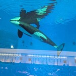 ブルーオーシャン - 