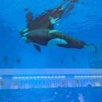 ブルーオーシャン - 