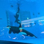 ブルーオーシャン - 