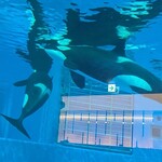 ブルーオーシャン - 