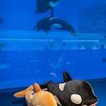 ブルーオーシャン - 