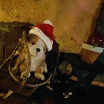 クオーレ ヴェルデ - 